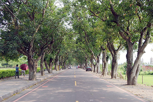 【雲林】蘭樹大道｜綠色隧道景觀公園