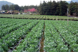 【南投】草坪頭茶園