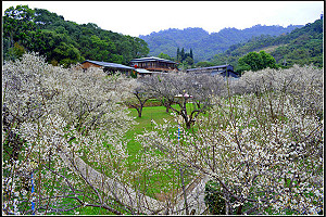 【台中】景點餐廳梅林親水岸-賞梅趣