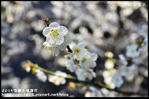 【南投】信義土場梅花