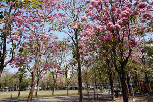 不輸櫻花的粉嫩美景！台中市區紅花風鈴木散步地圖
