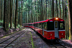 10月起阿里山森鐵水山支線初探 揭開神木秘境