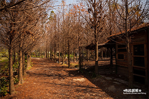 【南投】秋冬限定的美食美景