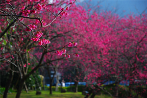 震春儀式喚紅了五千棵櫻花