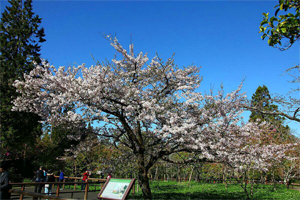 櫻花季前 先來阿里山攝手小旅行