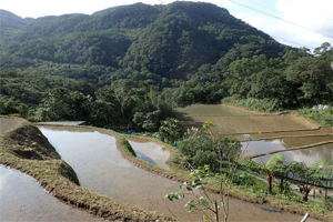 里山秘境 森林戲院