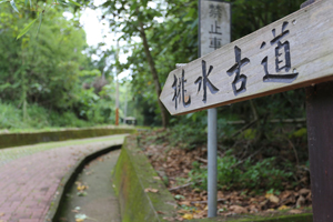 【彰化·芬園】挑水古道賞桐花