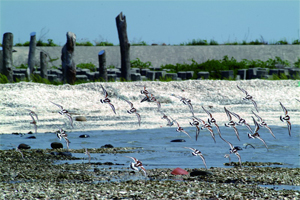 【彰化·福興】福寶溼地賞鳥