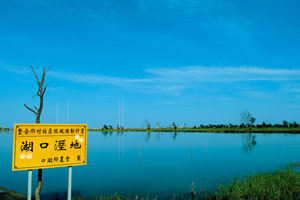 【雲林‧口湖】湖口溼地