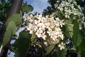 【雲林‧古坑】荷苞山桐花公園