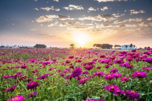 【嘉義限定】2025嘉義花海生活節