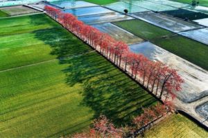 【彰化限定】竹塘木棉花開，正當時