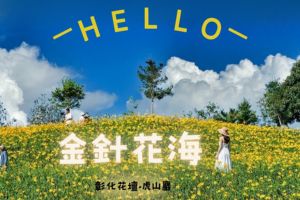 【彰化限定】步初夏的金黃花海，遇見虎山巖最美五月天
