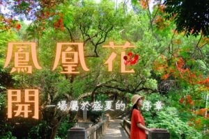 【彰化限定】鳳凰花開＿盛夏的初章